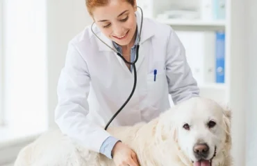 samsun-veteriner (1)