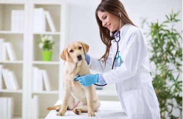 samsun-veteriner (7)